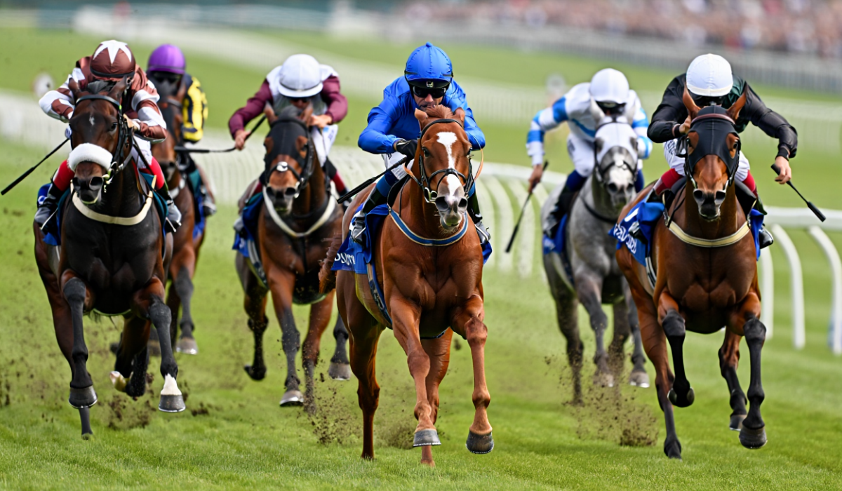 Quinté du 10 décembre - Prix de l'Angoumois à Vincennes Pronostics, bases solides, outsiders et tocards